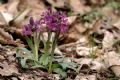 Dactylorhiza romana